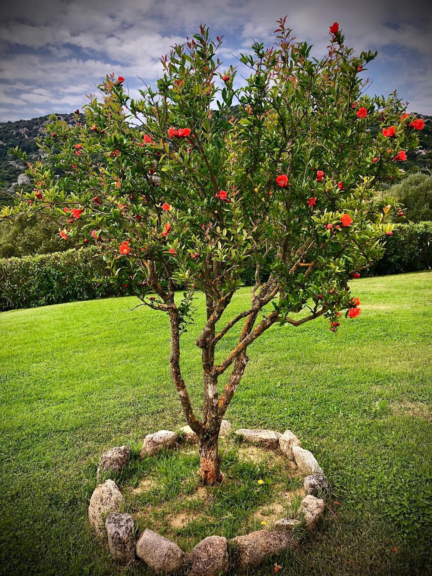Spartaco Eco Retreat San Pantaleo Sole Ruiu Dış mekan fotoğraf